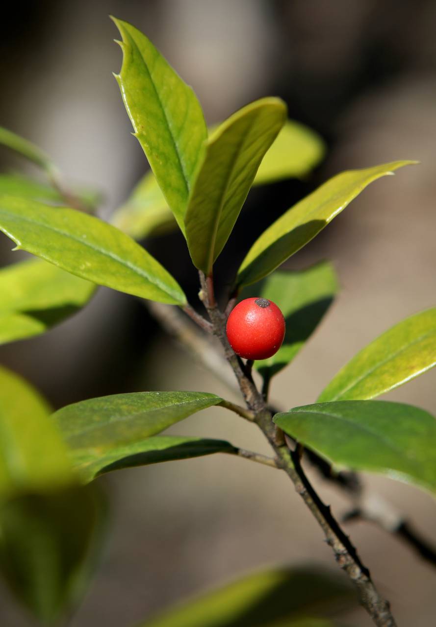 Photo of Foster Holly